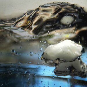 Protected By Dragon's