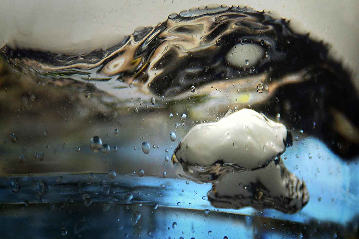 Protected By Dragon's