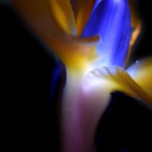 She Flies On Strange Wings