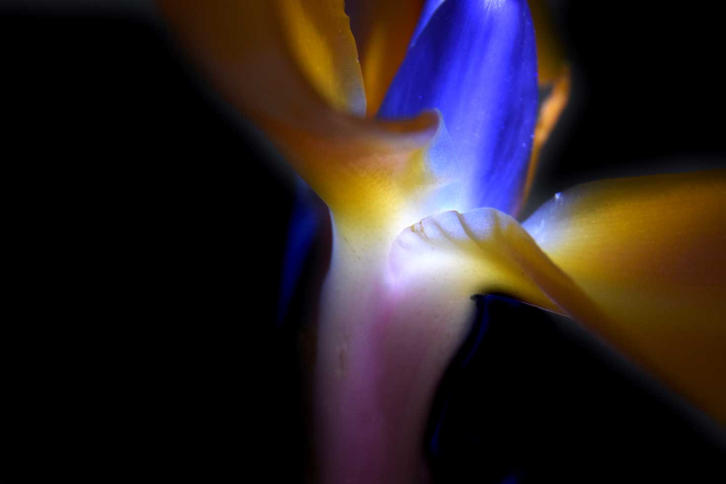 She Flies On Strange Wings