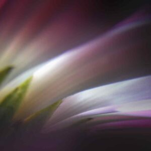 A Symphony of Blooming Shadows