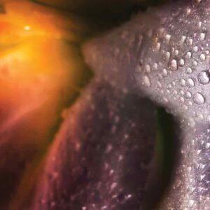 Embrace of Light and Dew