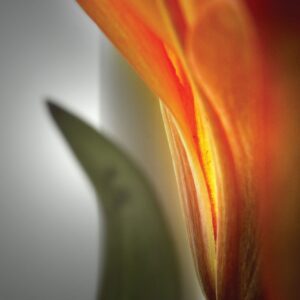 Whispers of Golden Fire